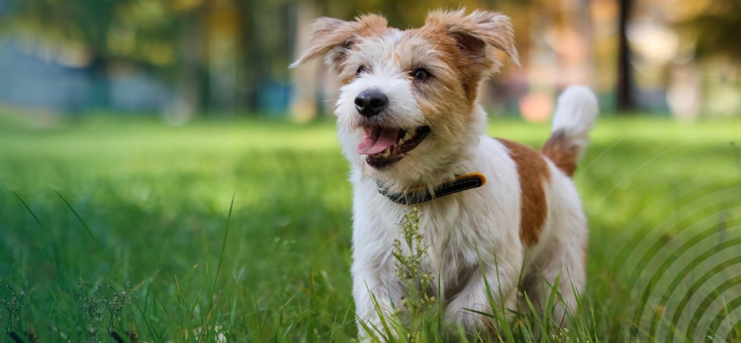 Perro feliz en el campo